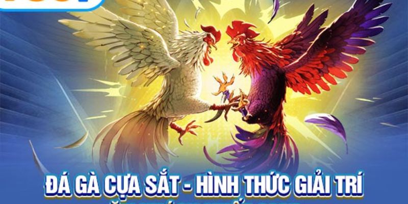 Trang cược đa dạng hình thức cược đá gà