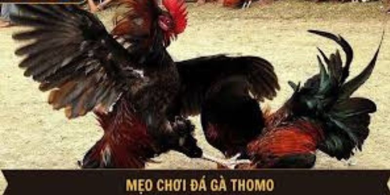 Mẹo chơi đá gà hiệu quả